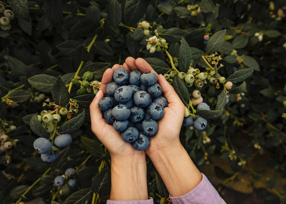 La chilena Hortifrut refuerza su presencia en mercado asiático con su participación en Asia Fruit Logistica.HORTIFRUT