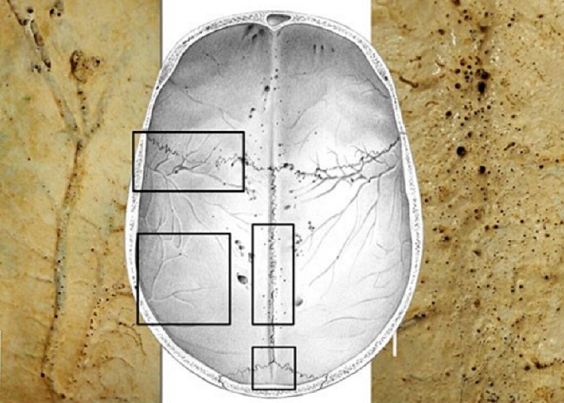 Imagen de la investigación.CSIC