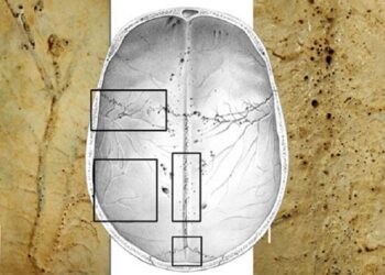 Imagen de la investigación.CSIC