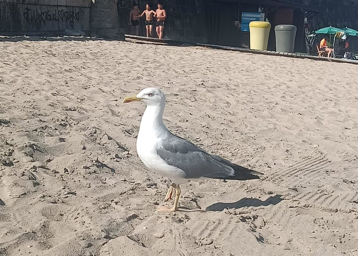 Gaviota en una playaEUROPA PRESS
