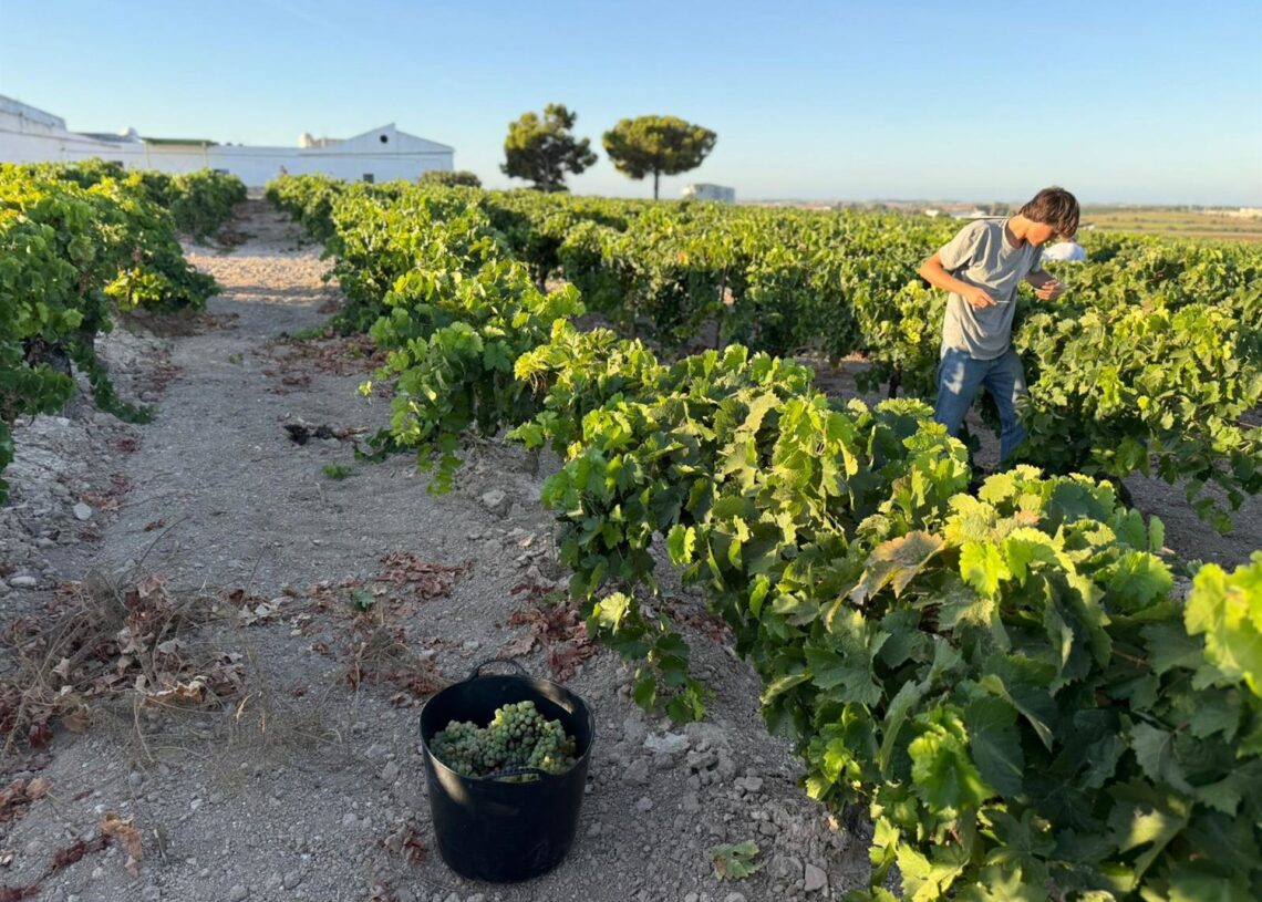 Vendimia en Viña La Tula en JerezENTRECANALES DOMECQ E HIJOS