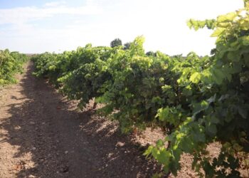 Viñedo. Vino.JCCM