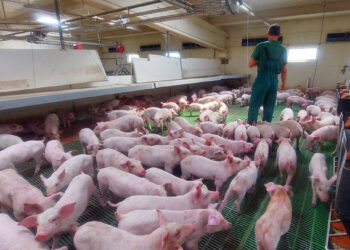 Granja de porcino con lechones.