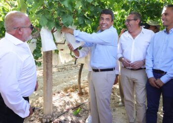 El 'president' de la Generalitat, Carlos Mazón (c), participa en el acto del primer corte de uva embolsada del Vinalopó en La Romana (Alicante)GVA