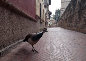 Un pavo pasea por las inmediaciones de los Jardines de Murillo de Sevilla.A.G - EUROPA PRESS