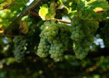 Archivo - Varias uvas colgando de una parra  Elena Fernández - Europa Press - Archivo