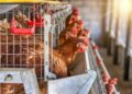 El Colegio de Veterinarios de Valladolid recuerda que es "muy excepcional" que el virus de la gripe aviar afecte a las personasCOLEGIO DE VETERINARIOS DE VALLADOLID