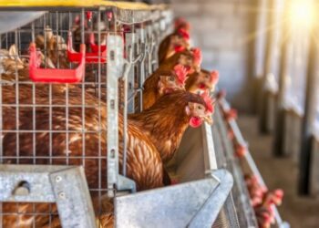 El Colegio de Veterinarios de Valladolid recuerda que es "muy excepcional" que el virus de la gripe aviar afecte a las personasCOLEGIO DE VETERINARIOS DE VALLADOLID