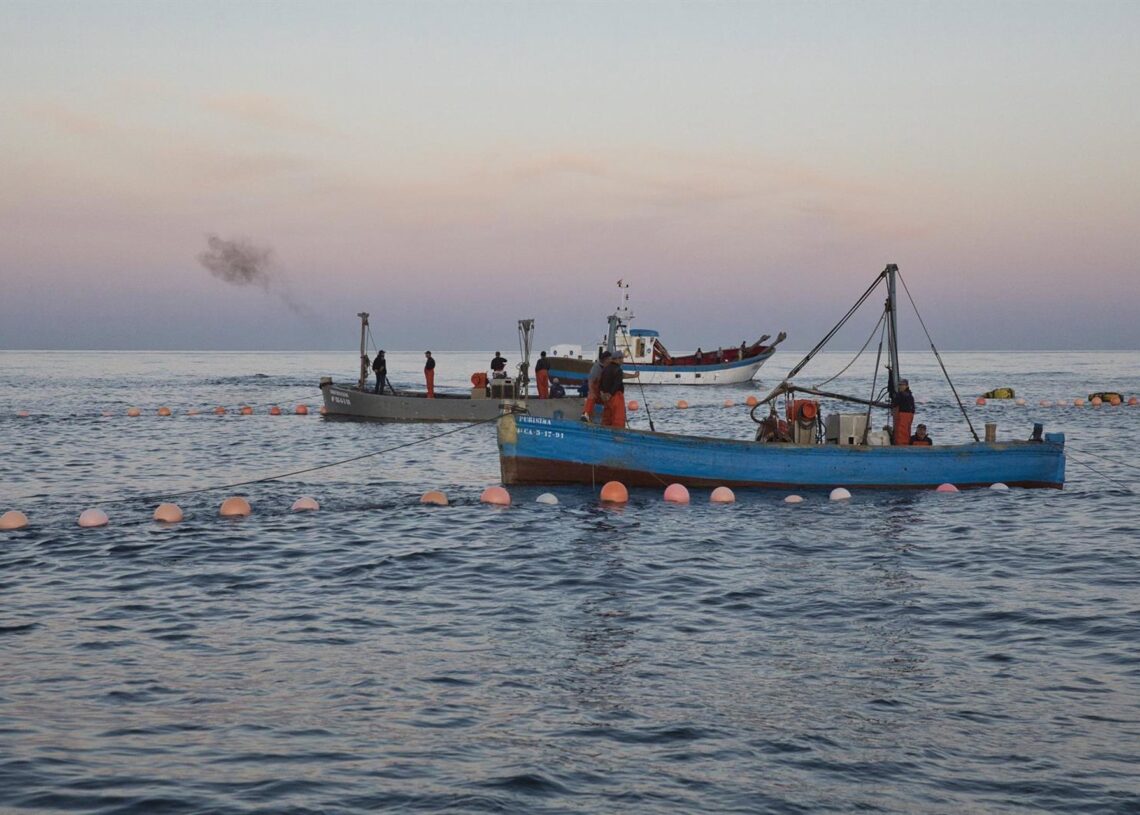 Varios pescadores durante la ‘levantá’ del atún en las inmediaciones de Barbate, a 27 de mayo de 2025, en Barbate, Cádiz, Andalucía (España). Juanma Jiménez - Europa Press