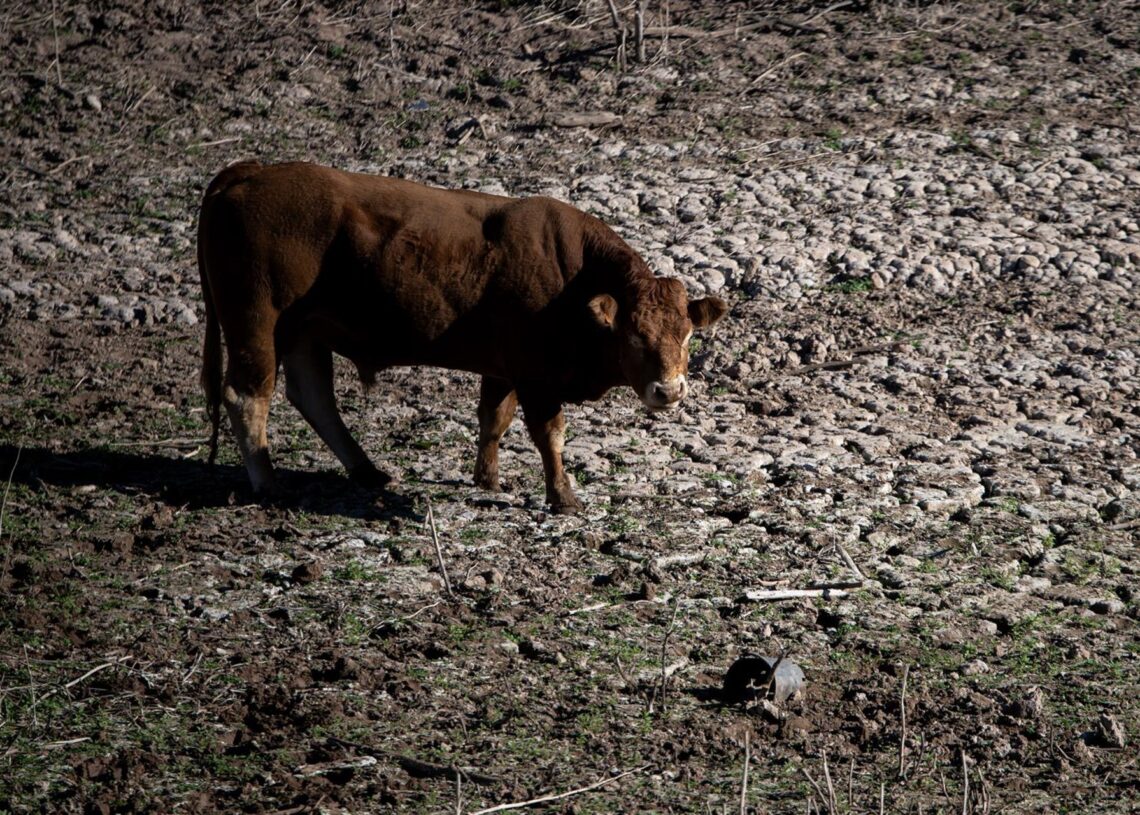 Archivo - Una vaca en el pantano de Sau, a 20 de noviembre de 2023, en Vilanova de Sau, Barcelona, Catalunya (España)Lorena Sopêna - Europa Press - Archivo