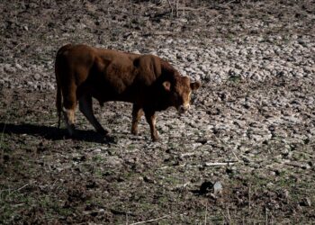 Archivo - Una vaca en el pantano de Sau, a 20 de noviembre de 2023, en Vilanova de Sau, Barcelona, Catalunya (España)Lorena Sopêna - Europa Press - Archivo