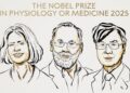 Archivo - El Nobel de medicina premia Mary Brankov, Fred Ramstell y Shimon Sakaguchi por  la tolerancia inmune periféricaNOBEL - Archivo