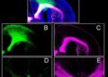 Archivo - La ausencia del receptor CB1 en el desarrollo embrionario altera la formación de la corteza prefrontalUCM - Archivo