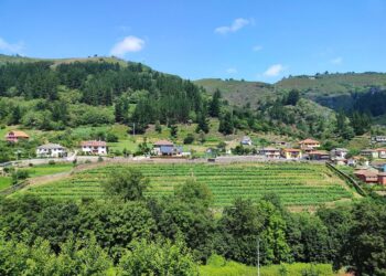 Archivo - Viñedos en el entorno de Corias'VIÑA Y OBRA' - Archivo