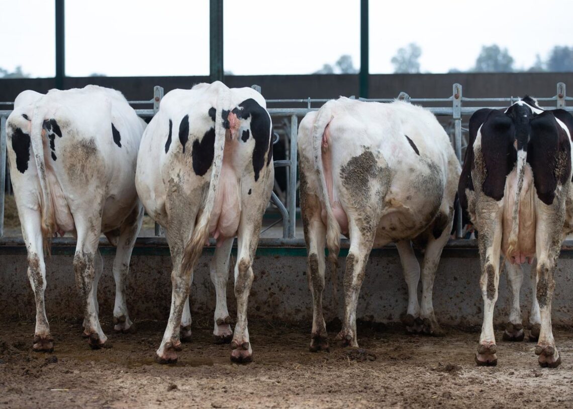 Archivo - Varias vacas lecheras, de la raza bovina frisona, comen pienso y cereales, en las instalaciones de la granja, Sociedad Agraria de Transformación (SAT) Hermanos Miguel, a 19 de marzo, en Talavera de la Reina, Toledo, Castilla La Mancha (España). Isabel Infantes - Europa Press - Archivo