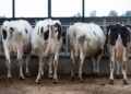 Archivo - Varias vacas lecheras, de la raza bovina frisona, comen pienso y cereales, en las instalaciones de la granja, Sociedad Agraria de Transformación (SAT) Hermanos Miguel, a 19 de marzo, en Talavera de la Reina, Toledo, Castilla La Mancha (España). Isabel Infantes - Europa Press - Archivo