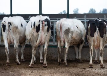 Archivo - Varias vacas lecheras, de la raza bovina frisona, comen pienso y cereales, en las instalaciones de la granja, Sociedad Agraria de Transformación (SAT) Hermanos Miguel, a 19 de marzo, en Talavera de la Reina, Toledo, Castilla La Mancha (España). Isabel Infantes - Europa Press - Archivo