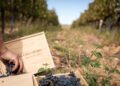 Archivo - Vendimia de Finca Río NegroFINCA RÍO NEGRO - Archivo