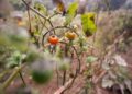 Archivo - Tomates en la plantaCarlos Castro - Europa Press - Archivo