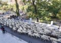 Archivo - Ovejas del rebaño trashumante que celebra la XXVIII Fiesta de la TrashumanciaA. Pérez Meca - Europa Press - Archivo