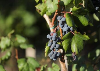 Uvas en una viña durante la vendimia Carlos Castro - Europa Press