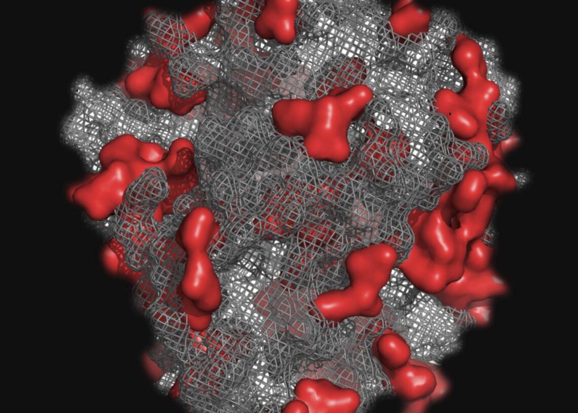 Modelo de la estructura de la enzima ancestral.ICP-CSIC