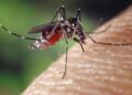 Archivo - Imagen de recurso de un mosquito tigre.ANECPLA - Archivo