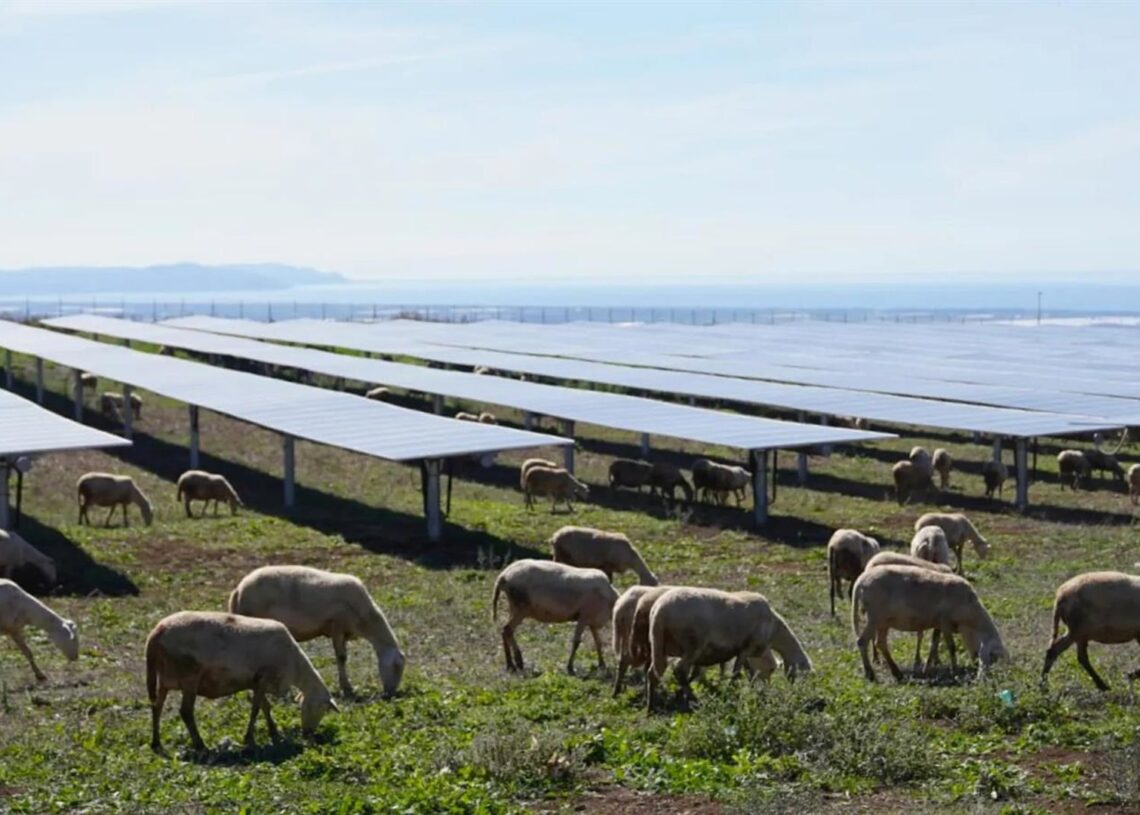 Ovejas bajo los paneles solares en Italia.EDP