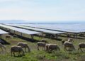 Ovejas bajo los paneles solares en Italia.EDP