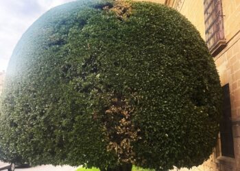 El laurel situado en la lonja del Hospital de Santiago.AYUNTAMIENTO DE ÚBEDA
