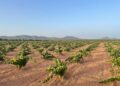 Archivo - ViñedosAPAG EXTREMADURA ASAJA - Archivo