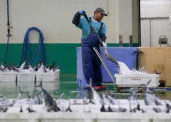 Archivo - Trabajador descargando bonito en el Puerto de Burela, a 15 de junio de 2023.Carlos Castro - Europa Press - Archivo