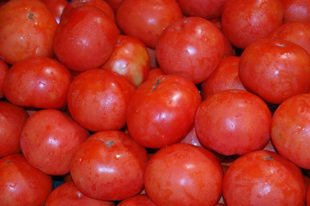 Los tomates son una de las principales producciones hortícolas procedentes del Sáhara y de Marruecos.