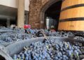 Imagen de la vendimia de 2025 en la DO BierzoDO BIERZO
