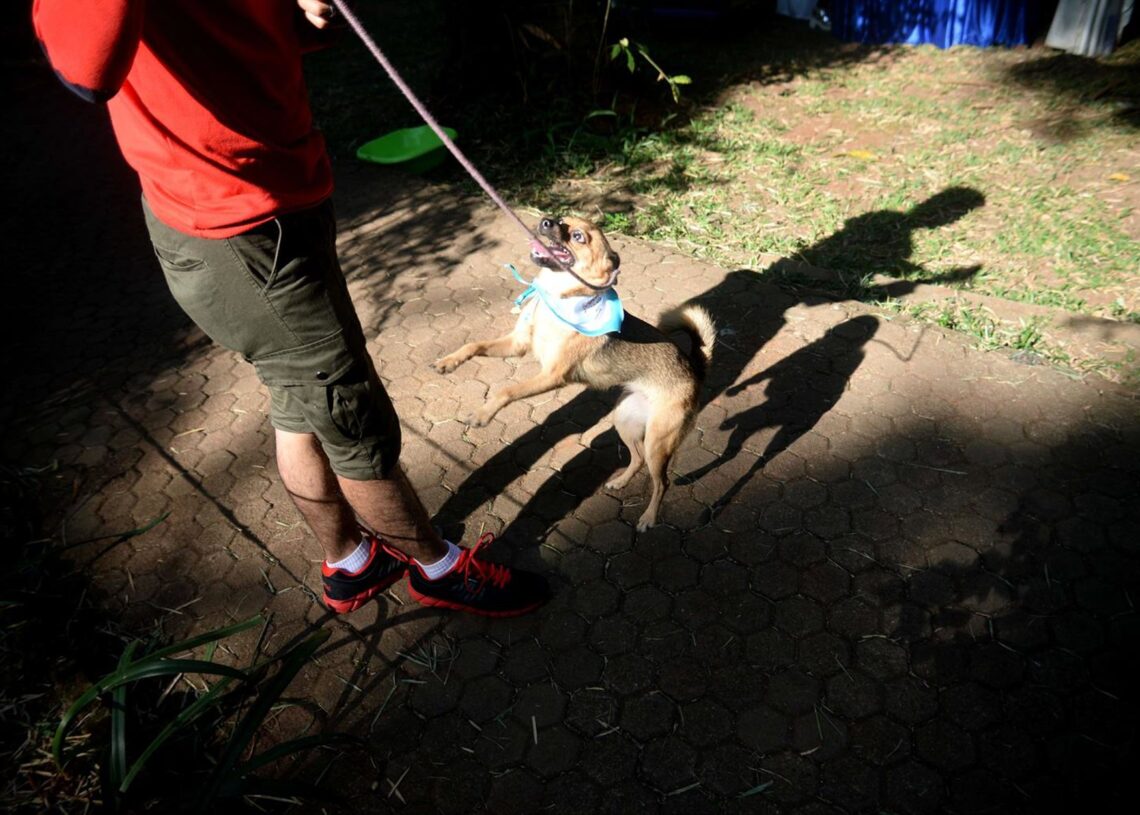 Archivo - Un perro en Yakarta, Indonesia (archivo)Europa Press/Contacto/Agung Kuncahya B - Archivo