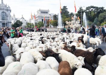 Rebaños de ovejas atraviesan el centro de Madrid durante la 32ª edición de la Fiesta del Pastor y de la Trashumancia, a 19 de octubre de 2025, en Madrid (España). Gustavo Valiente - Europa Press