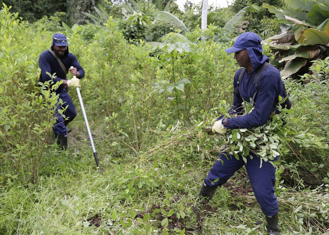 Archivo - Erradicación de un cultivo de coca en Tumaco, ColombiaEL TIEMPO / ZUMA PRESS / CONTACTOPHOTO - Archivo
