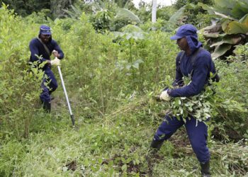 Archivo - Erradicación de un cultivo de coca en Tumaco, ColombiaEL TIEMPO / ZUMA PRESS / CONTACTOPHOTO - Archivo
