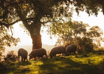 Cerdos ibéricos en la montanera de Cinco JotasJOSE SALTO/CINCO JOTAS