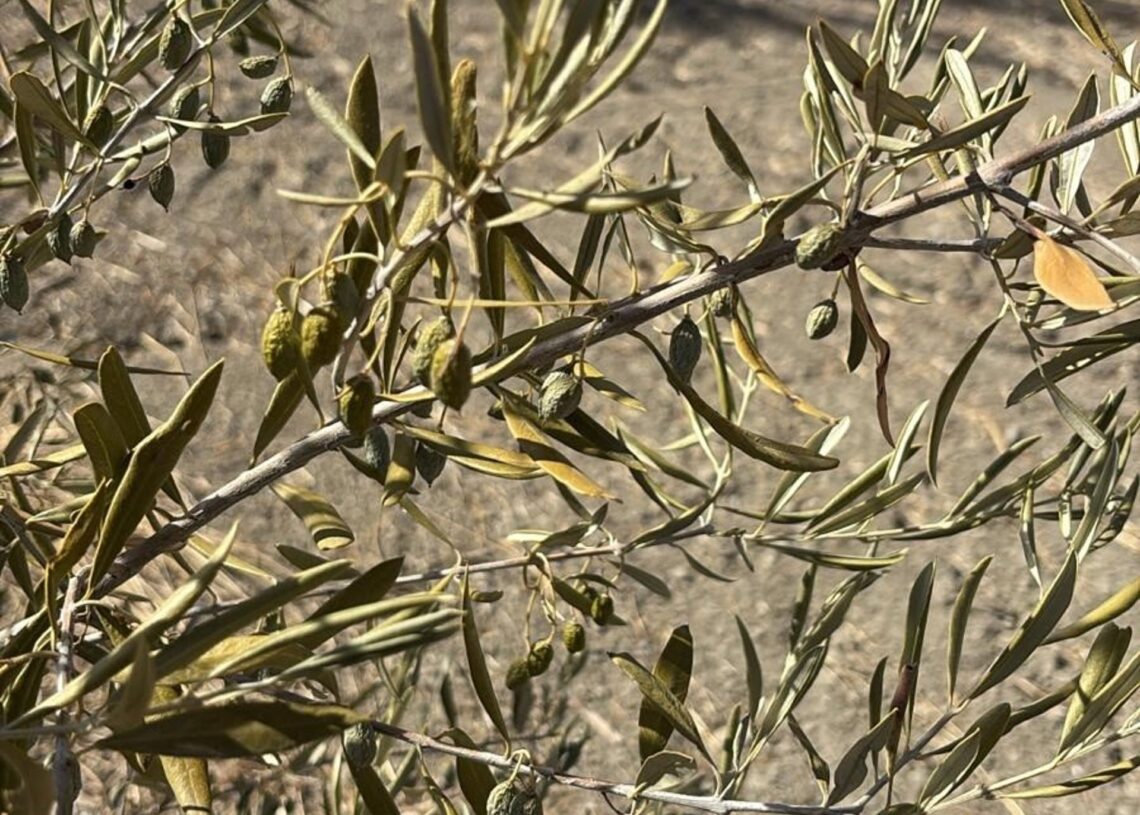 Estado de la aceitunaCOAG JAÉN