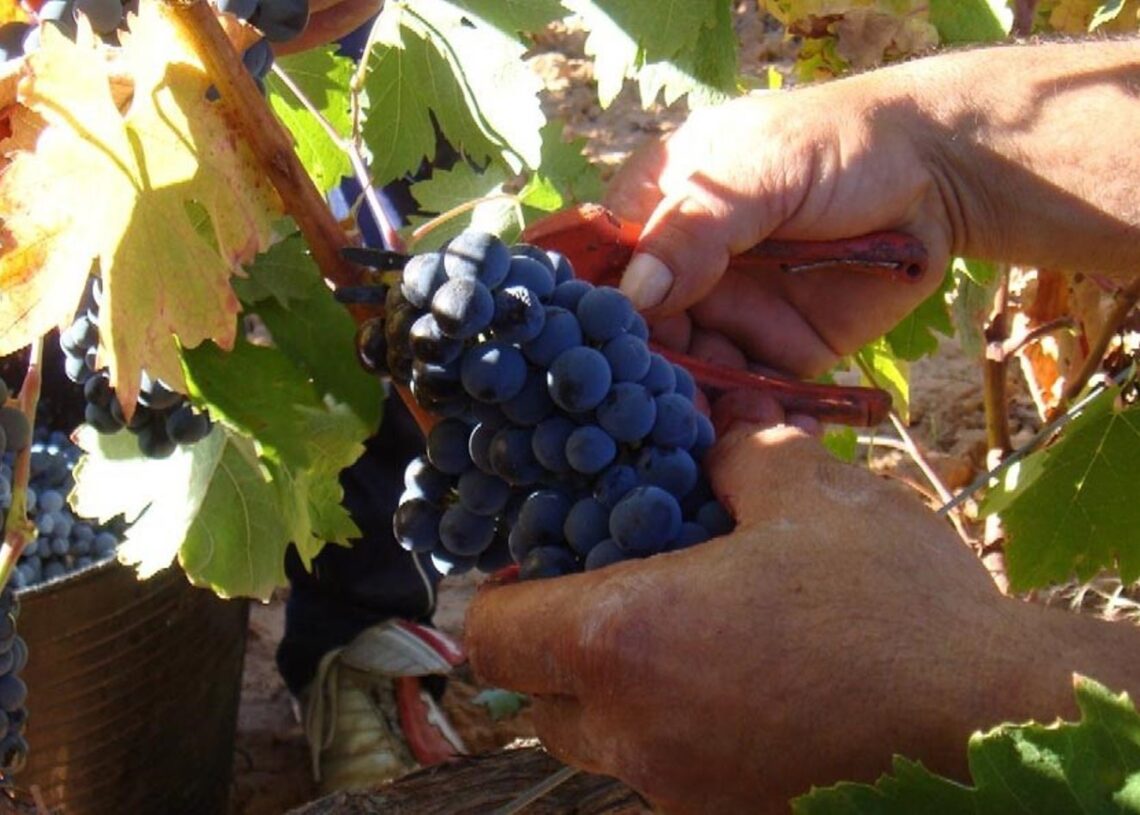 Archivo - Vendimia en Ribera del DueroDO RIBERA DEL DUERO - Archivo