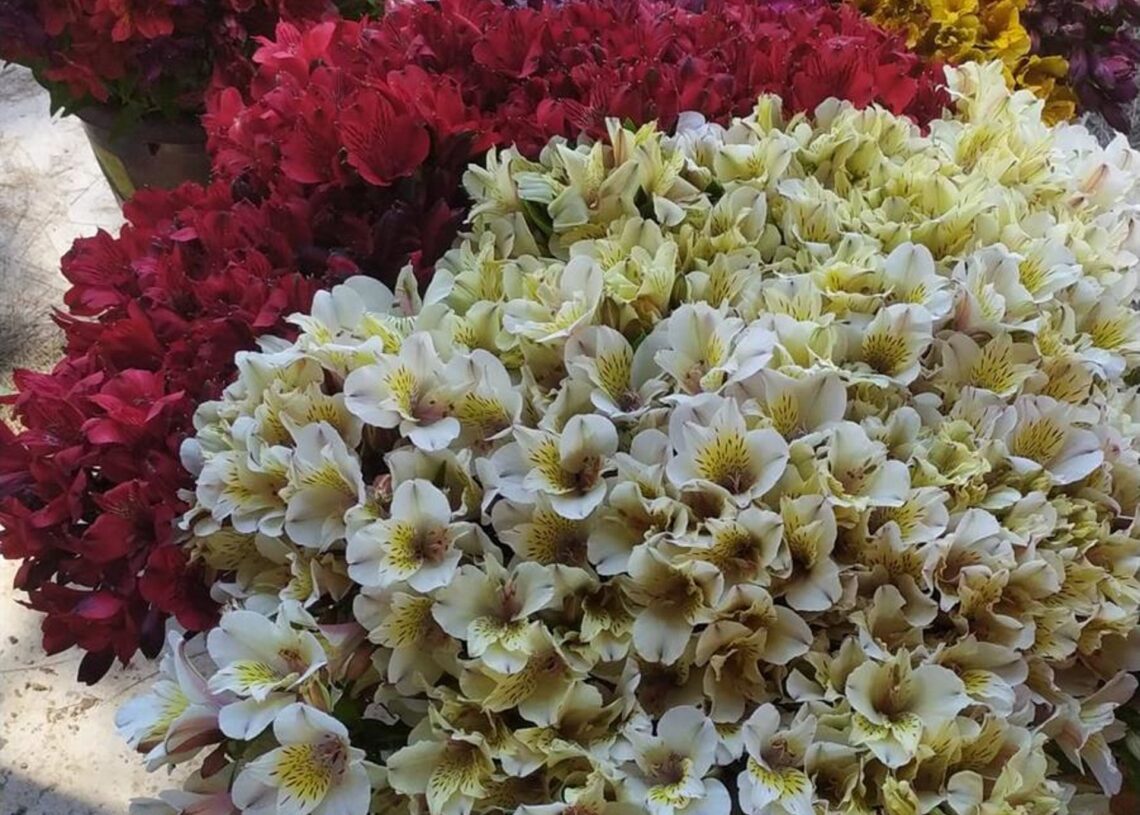 Flores de invernaderos de la Costa Noroeste de Cádiz recogidas para la campaña de Todos los SantosCOAG ANDALUCÍA