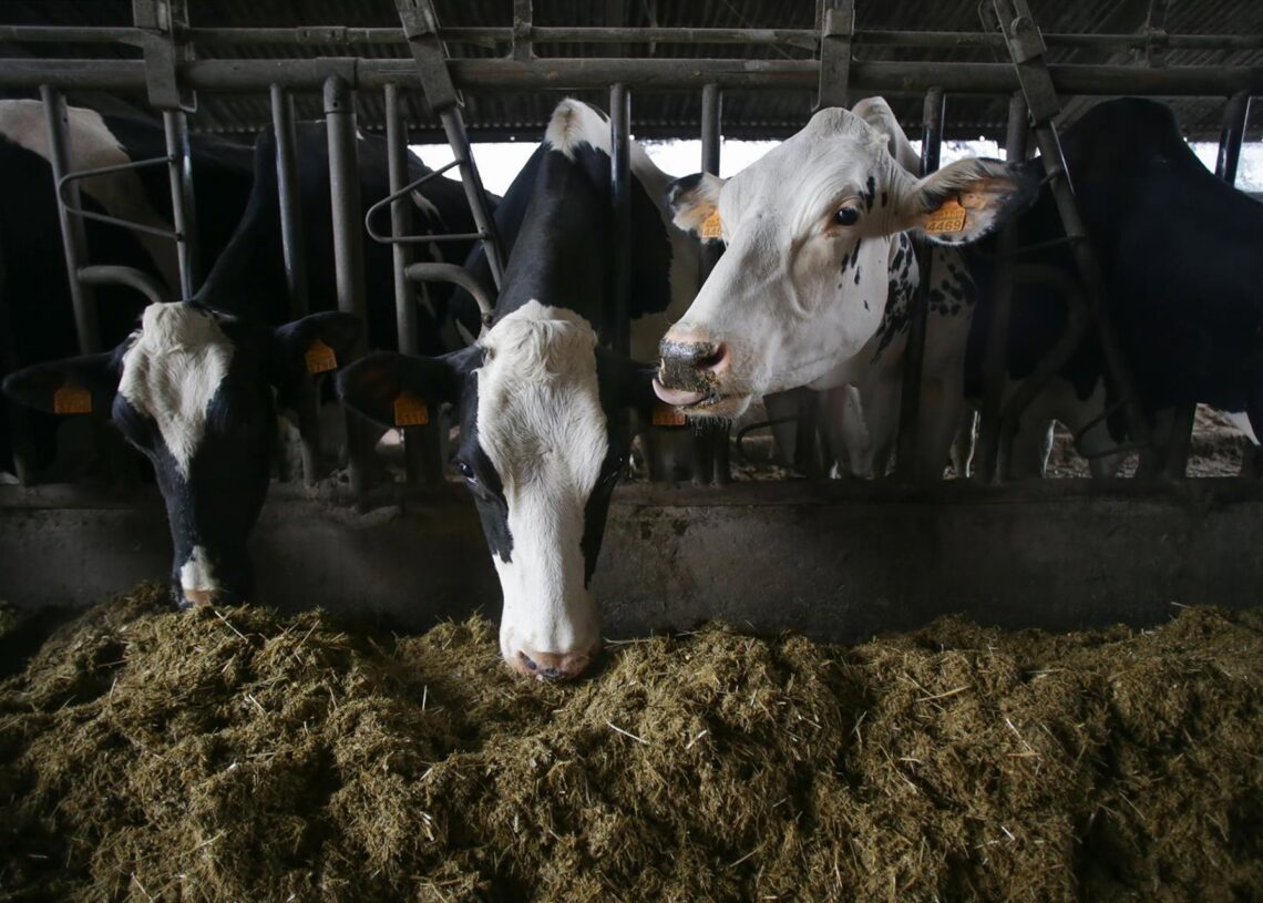 Archivo - Varias vacas en una ganadería de lácteo en la parroquia de Piñeiro, en Xermade (Lugo)Carlos Castro - Europa Press - Archivo