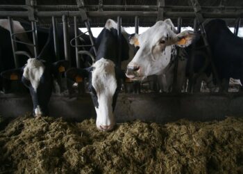 Archivo - Varias vacas en una ganadería de lácteo en la parroquia de Piñeiro, en Xermade (Lugo)Carlos Castro - Europa Press - Archivo