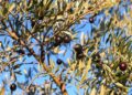 Archivo - Detalle de un olivo con aceitunas, en Holguera (Cáceres), a 24 de noviembre de 2023, en Cáceres, Extremadura (España). Gustavo Valiente - Europa Press - Archivo
