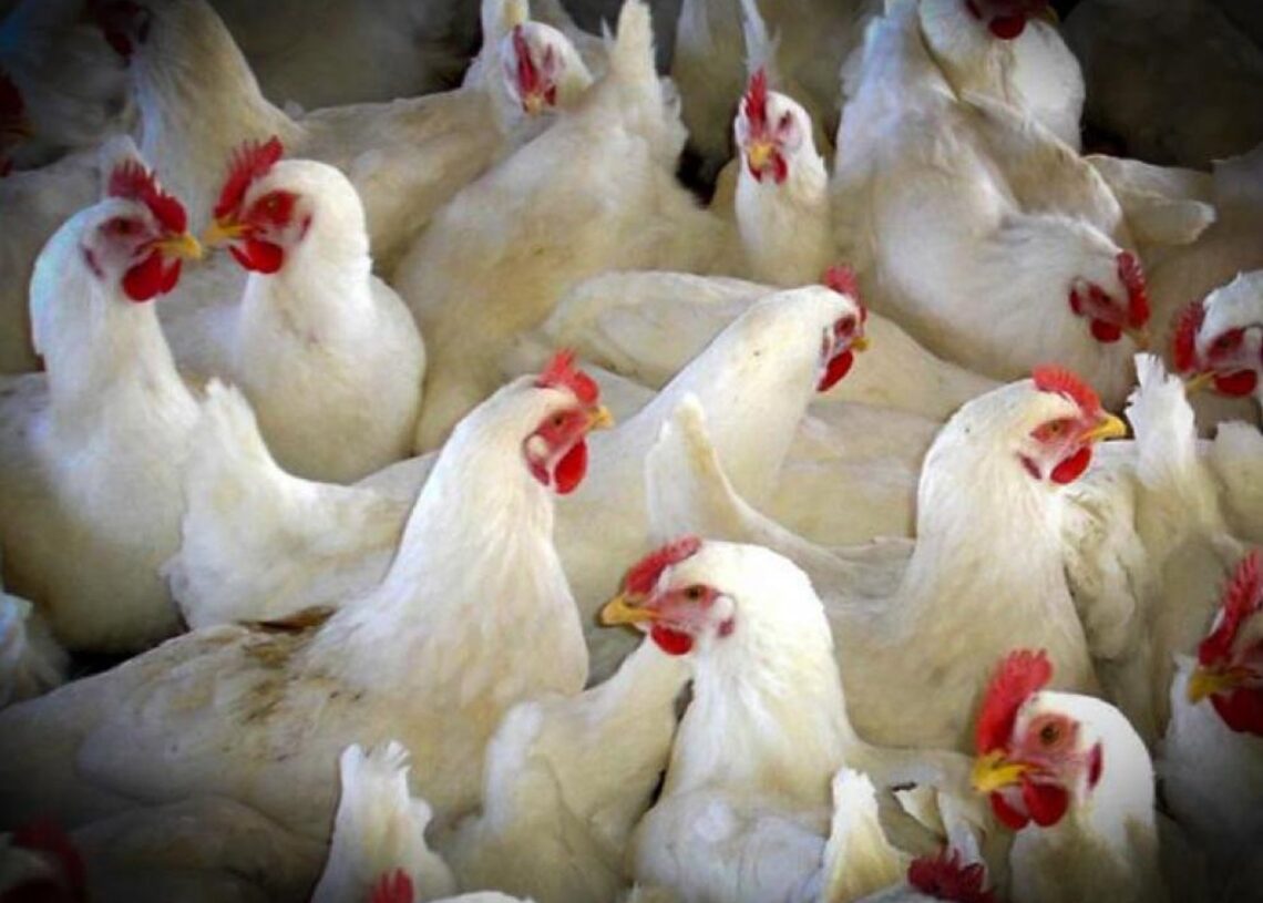 La decisión se toma tras haberse detectado en los últimos días grullas comunes muertas en humedales de la comunidad aragonesa.GOBIERNO DE ARAGÓN