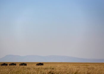 Archivo - Una mañana de ñúes en la reserva natural de Masái Mara, en Kenia (archivo)Europa Press/Contacto/Bianca Otero - Archivo