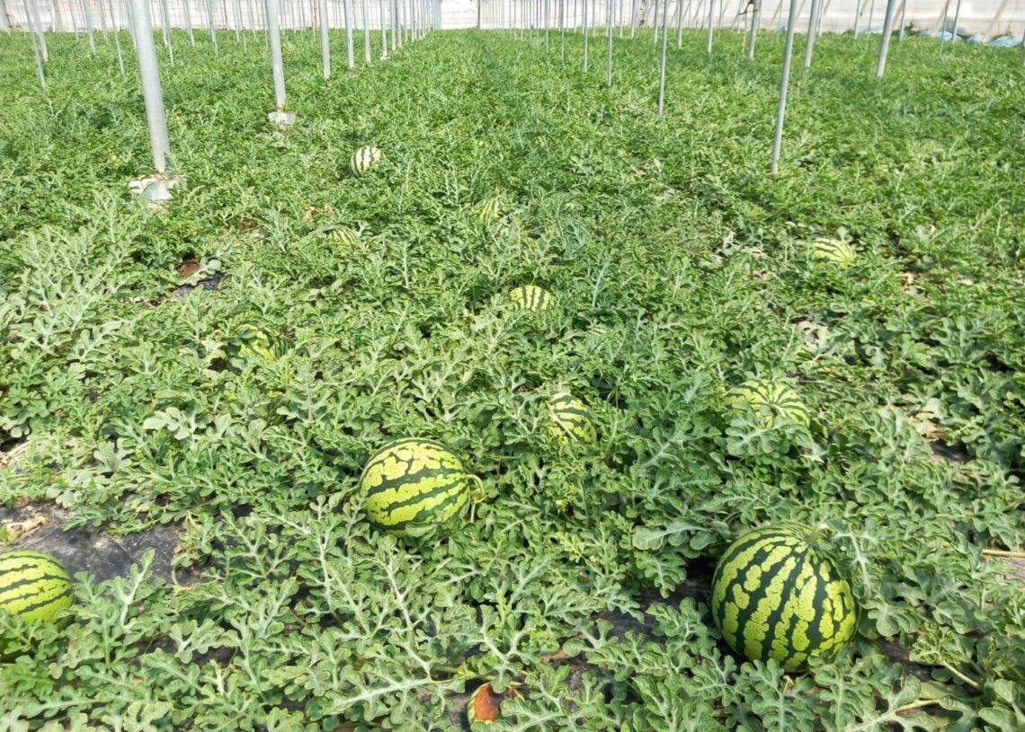 Archivo - Cultivo de sandía.JUNTA DE ANDALUCÍA - Archivo