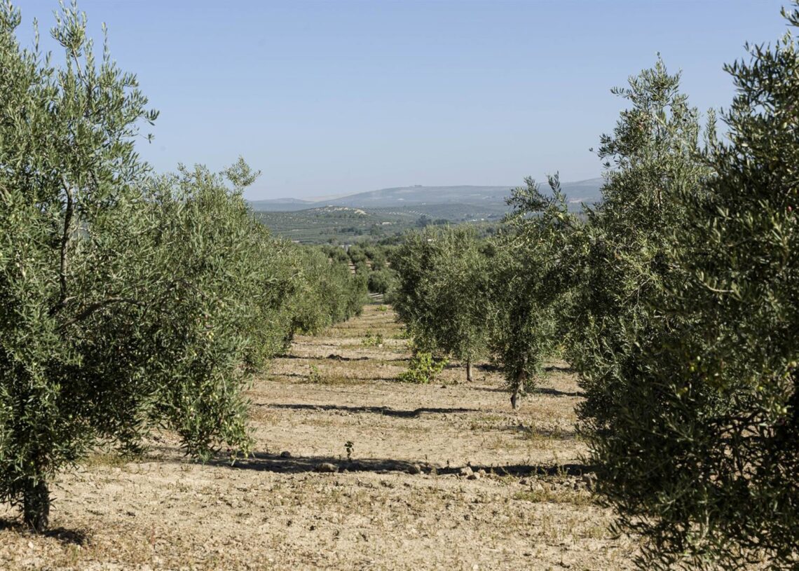 Archivo - Olivar de la variedad royal perteneciente al proyecto 12Mil Royales12MIL ROYALES - Archivo