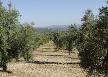 Archivo - Olivar de la variedad royal perteneciente al proyecto 12Mil Royales12MIL ROYALES - Archivo